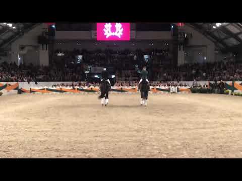 Freiherr von Stein (Millenium x Perechlest) auf der Trakehnerhengstmarkt 2019