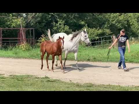 2023 foal Two Legit x Greedy Lady Azure