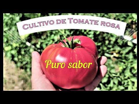 , title : 'Cultivo de Tomate rosa.'