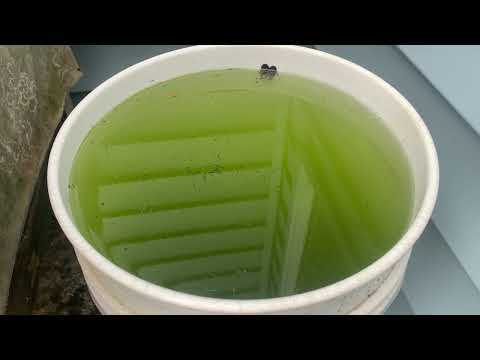 Mosquito Larvae Found in Bucket in Peapack, NJ