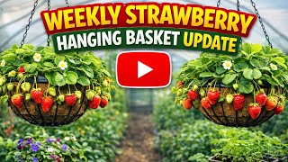 Weekly Strawberry Hanging Basket Update | Growth Progress & Early Season Care