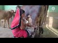 Cow Milking Viral Shorts Trending Short