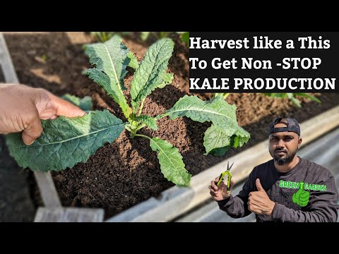 How To Harvest Kale So It Keeps Growing "Non Stop PRODUCTION ! #kale #gardening #greentgarden