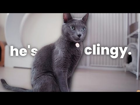 I Adopted a Russian Blue Cat in a TINY Apartment (Do I Recommend It?)