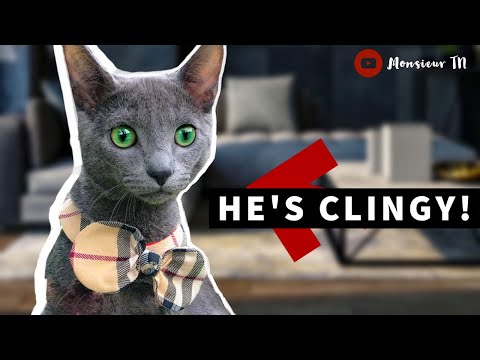 I Adopted a Russian Blue Cat in a TINY Apartment | Do I Recommend It?