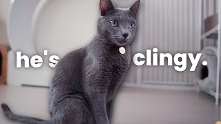 I Adopted a Russian Blue Cat in a TINY Apartment (Do I Recommend It)