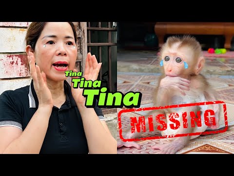 Baby monkey Tina went missing, making her mother very sad and worried