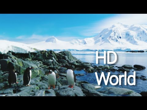 penguin in 4k HD resolution /Antarctica