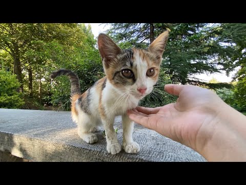 I petted the incredibly cute kitten