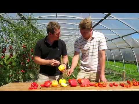 , title : 'Tomates: quelles variétés choisir?'