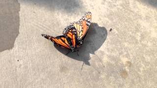 The Mating of the Monarch