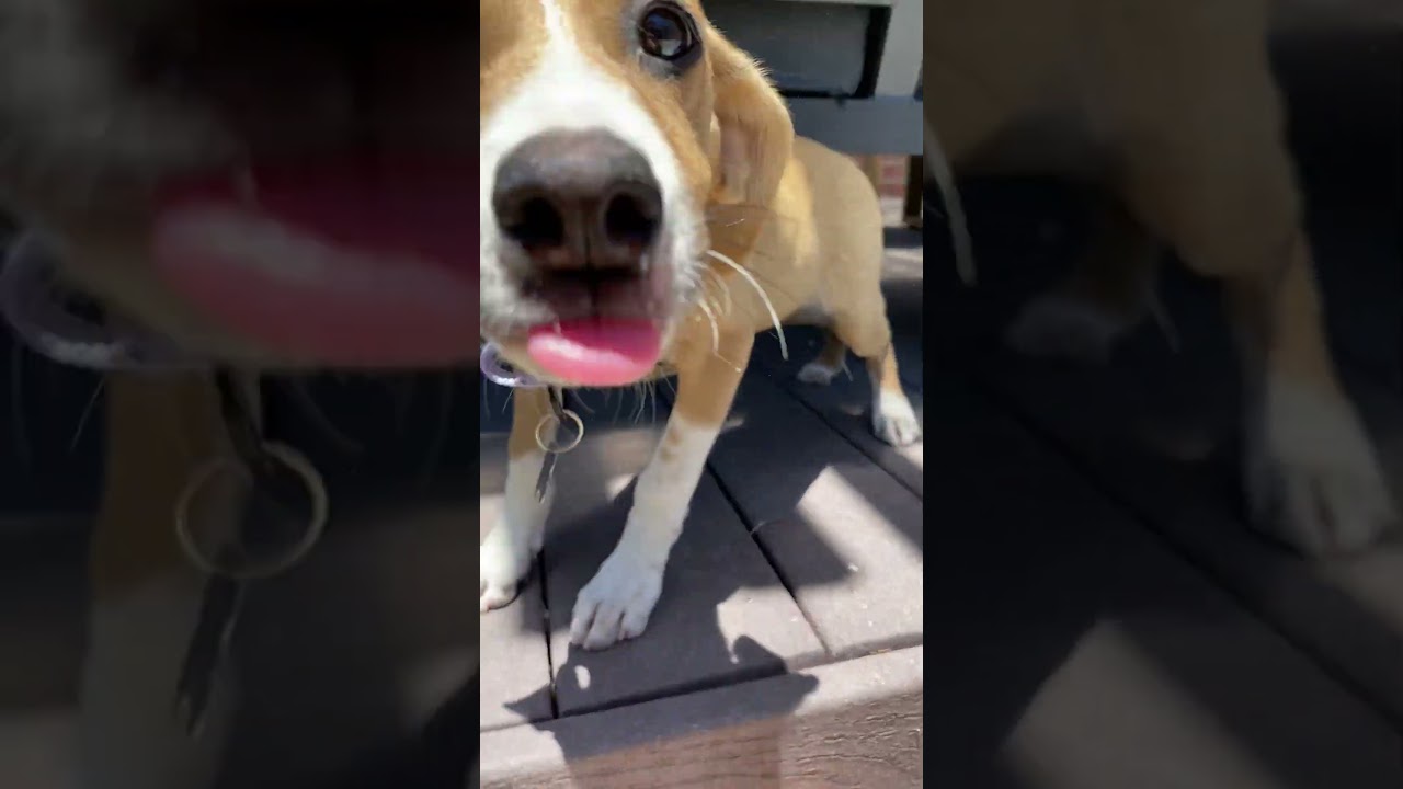 PENNY, an adopted mixed breed in Sunset Beach , CA video 6/6