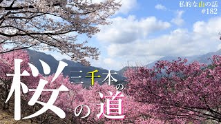 【中央線 大月駅】お伊勢山から花咲山を経て大月駅へ♪満開の桜のトンネルを進む最高の山行です！ ＃登山 ＃トレッキング ＃ハイキング ＃桜の名所 ＃秀麗富嶽十二景