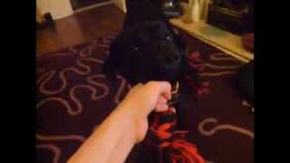 Elvis does Rocket From the Crypt