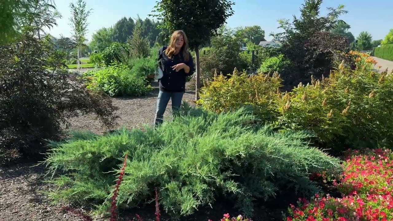 Montana Moss® Juniper | Proven Winners® Low-Growing Evergreen Groundcover