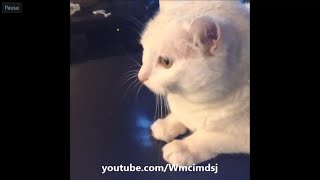 funny dog and cat vines