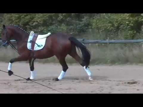 Trakehner Hengstmarkt 2014 Lexion ( Herbstkönig x Ivernel)