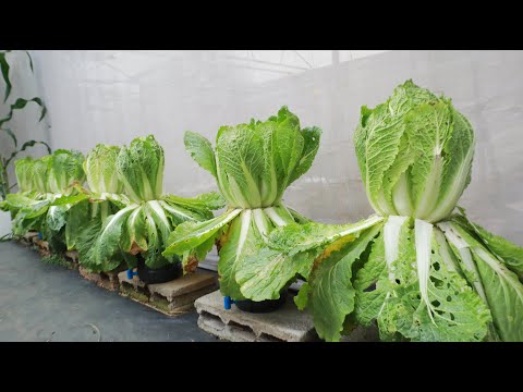 Unexpectedly growing napa cabbage in a small plastic bottle is still this lush and big