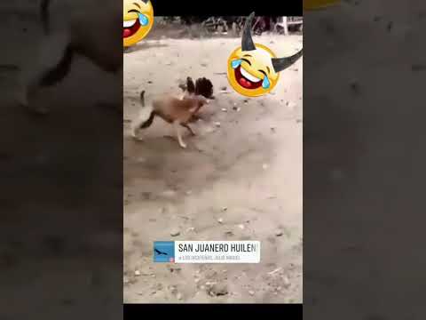 los patos de Acevedo huila practicando sanjuanero🤭🤭🤭