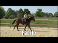 Gelding Thoroughbred For sale 2018 Bay