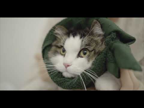 어반 그리너리 컴포팅 스파 샴푸 포 캣츠