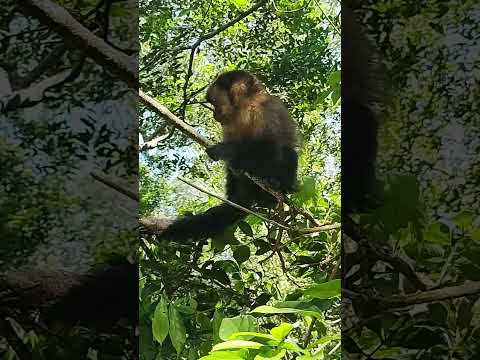 os macacos na parque ecológico de Maracajá Santa Catarina