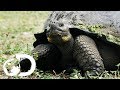 The Biggest Tortoise In The World Big Pacific