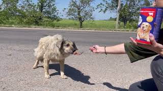 Dogs Abandoned on Roadside Wandering and Searching Help Until This