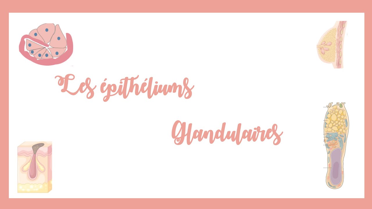 Les Epithéliums Glandulaires(EG)- Histologie.