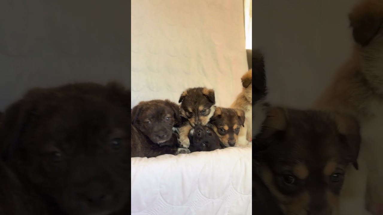 Enlarge Buster (Keaton), an adoptable mixed breed in Saint Paul, MN video 4/6
