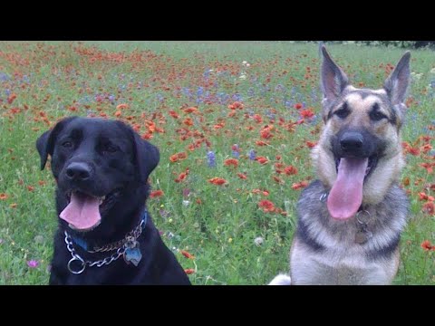 Navajo Creation Story