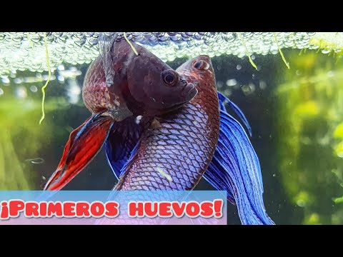 ¡NUESTROS PECES BETTA YA TIENEN HUEVOS!  / REPRODUCCION BETTA CAPITULO 2º
