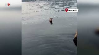 Su Samuru Oltaya Takılan Balığı Yakalayıp Kaçtı