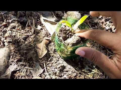 Growing Pimento Tree From Cuttings | Growing Food On Homestead