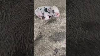 Cerdito mimiendo 🐖🥺 #tiktok #viral #gracioso #cerdos #mundoanimal #ranchohumilde