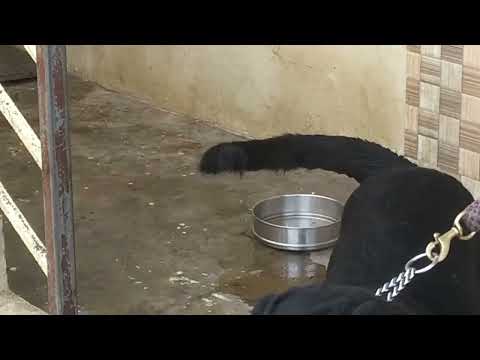 my rot The Rax her name stud service available 100%pruven male with kci