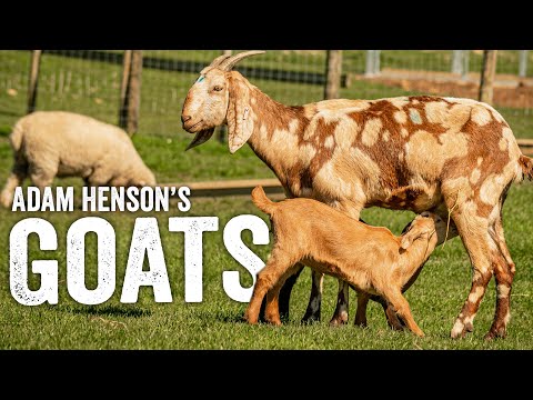 , title : 'My Guide to Keeping Goats - Things to Know Before You Buy! Adam Henson's Farm Diaries - EP8'