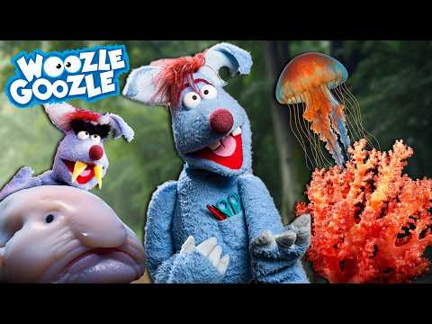 Was gibt es für komische Tiere? l WOOZLE GOOZLE