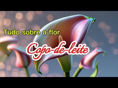 Copo-de-Leite: Tudo o que Você Precisa Saber Sobre Essa Flor Elegante e Encantadora! 🌸✨