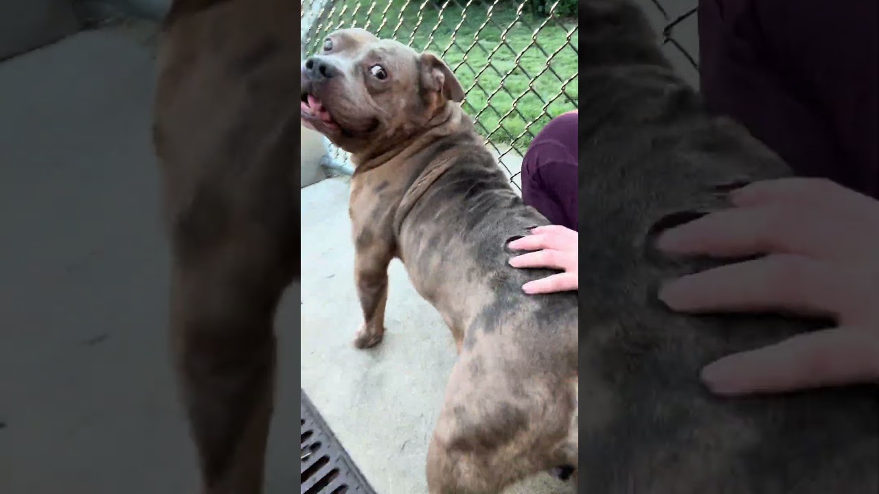 Enlarge Ludwig, a ADOPTABLE Pit Bull Terrier in Chicago, IL video 5/5