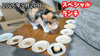 2026年5月26日　フミちゃんと出会って1年の記念日😽☺️