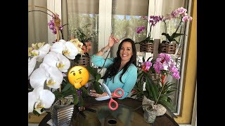 Phalaenopsis Orchid Care for Beginners, Do I Cut the Spike? Orchid Care, Orchid Diva