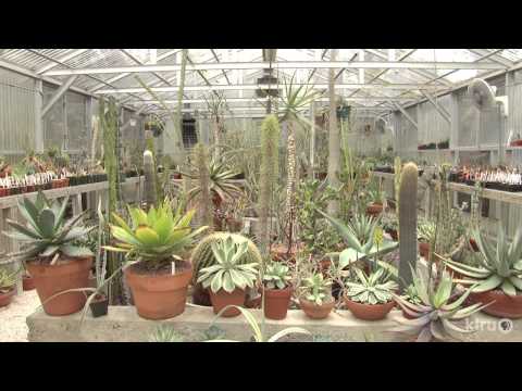サボテンと多肉植物の庭と温室｜ボブ・バース｜セントラルテキサスガーデナー (Cactus and succulent garden and greenhouses | Bob Barth | Central Texas Gardener)