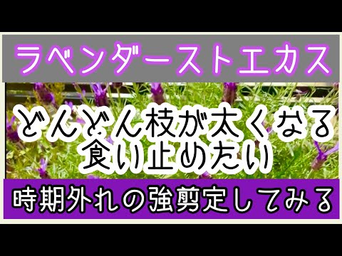 ラベンダーを剪定するときに避けるべき間違いは何ですか？復号化  庭園