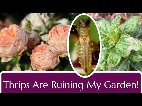 Thrips in the Garden: Damage and Control