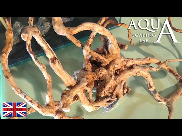 Vidéo Prononciation de mopani en Anglais