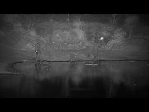 Djuma: Small group of Elephants get a night time drink at the dam - 19:03 - 09/24/21