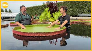 Social media's favorite giant lily pad weigh-off