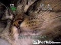 Kitty Smiles For The Camera PetTube