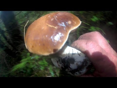 Збираємо Білі Гриби Вночі.Собираем Белые Грибы Ночью.Collect White Mushrooms at Night